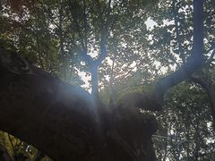 -南京维景国际大酒店(南京博物院店)