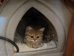 -babydoll猫舍·米努特·德文·缅因(久光中心店)