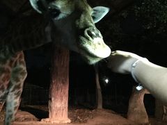 -清迈夜间动物园