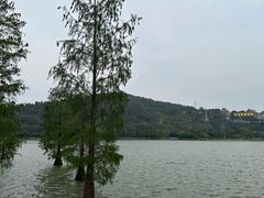 -顺峰山公园