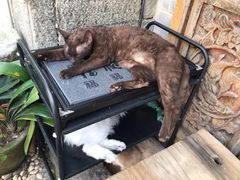 -喵屿·大理花园猫咖