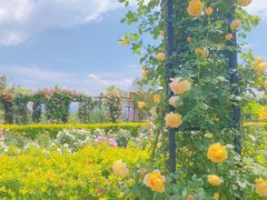 -猫米花园