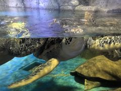 -多彩贵州城极地海洋世界