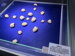 -贝壳王国博物馆