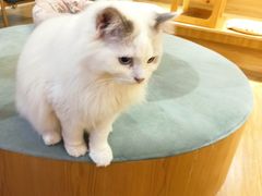 -滚猫咖啡·猫咖·猫友好撸猫(未来城店)