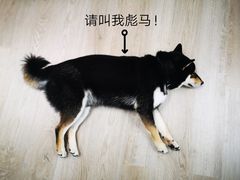 -柴迷FANS CLUB·柴犬狗咖·猫咖