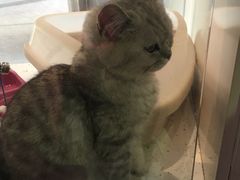 -1013 PET SHOP 宠物商店(近铁城市广场店)