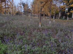 -静之湖湖畔餐厅