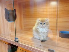 -猫十亿·布偶金渐层·曼基康矮脚猫舍(青年路店)
