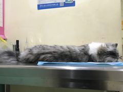 -米苏动物医院·犬猫专科·骨科外科内窥镜
