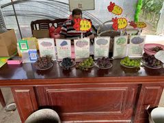 -马陆小张葡萄园农家乐