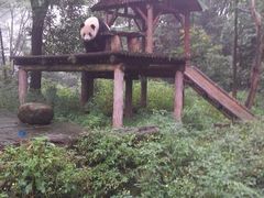 android_upload_pic-碧峰峡风景区