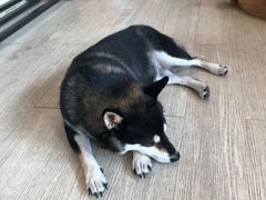 -柴犬高等学院·狗咖·柴犬售卖·宠物训练