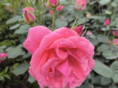 -都江堰玫瑰花溪谷