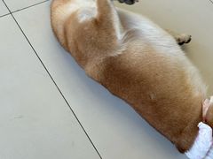 -怪兽屋·羊驼·猫咖·狗咖(俊华广场店)