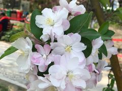 -海棠花溪(元大都城垣遗址公园)