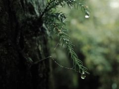 -山王坪喀斯特国家生态公园