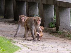 -苏州上方山国家森林公园