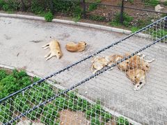 -大连森林动物园