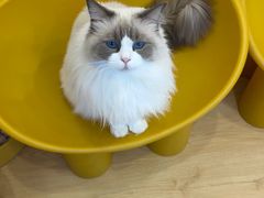 -有喵·猫咖·狗咖·40+猫狗有小奶狗(岗厦店)