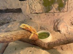 -上海大自然野生昆虫馆(东方明珠·爬宠昆虫探索中心)