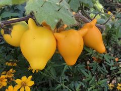 -优游吧斯邹族文化部落