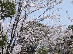 -羊山湖公园