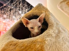 -藏猫猫咖啡主题馆(中央大道店)