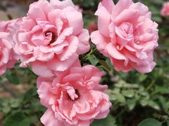 -海上花岛玫瑰园采摘