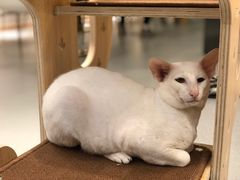 -飞行喵MR PILOT|猫舍·猫咖(静安大融城店)