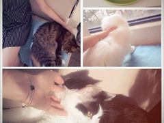 -Anne猫窝咖啡屋