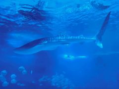 -烟台海昌鲸鲨海洋公园