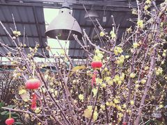 -曲阳花鸟市场(曲阳路店)