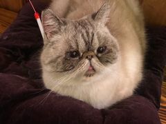 -猫色咖啡·猫咖