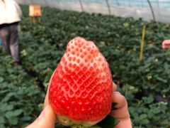 -尚田草莓姑娘白草莓采摘基地