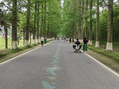 -黄海国家森林公园