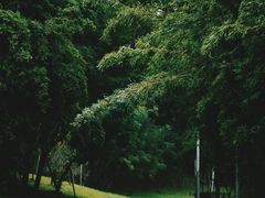 -白鹭湾湿地公园