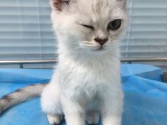 -瑞派·关忠动物医院·猫专科·犬专科(三环新城店)