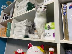 -关爱动物医院·心脏·中兽医·异宠(金牛路分院)