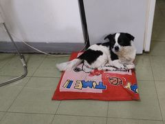 -北京观赏动物医院·24小时大型综合·猫专科·异宠专科