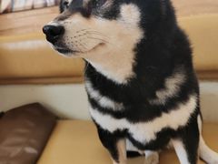 -柴の食堂·日式家庭料理·熊之肆(大学路店)