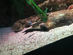 -暹罗海洋世界