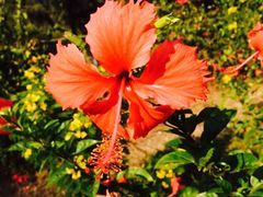 iphone_upload_pic-玫瑰海岸文化旅游度假区