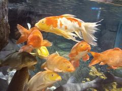 -上海海洋水族馆