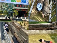 -栾川竹海野生动物园