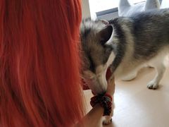 -Husky Go! 哈士奇体验馆·宠物咖啡厅狗咖