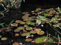 -深圳国际园林花卉博览园