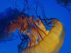 -太平洋海底世界