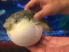 -肆月河豚·新淮扬(金融街店)