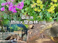 -亚龙湾热带天堂森林公园